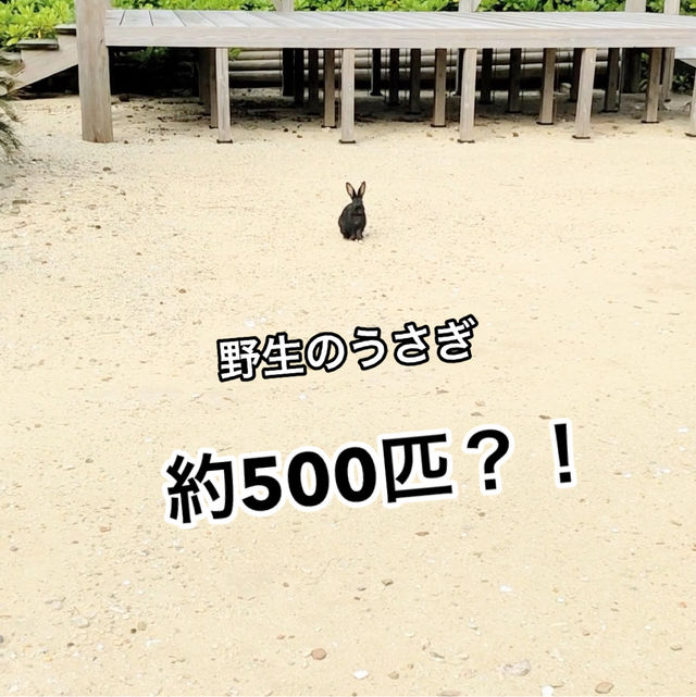 【嘉弥真島】うさぎと海と自然を満喫! 【嘉弥真島】うさぎと海と自然を満喫!