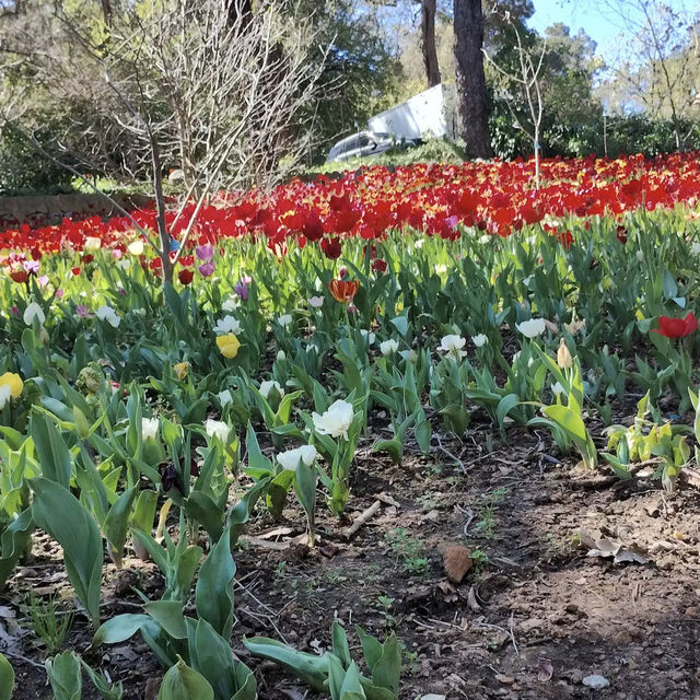 Araluen Botanic Park