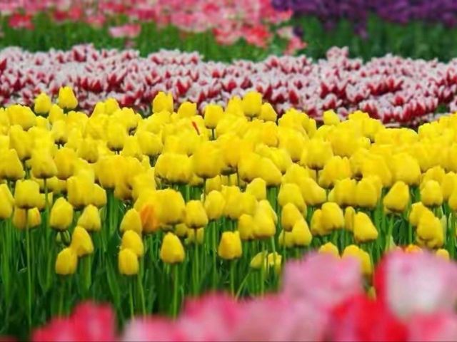 賞花好去處鬱金香田美景🌷🌹