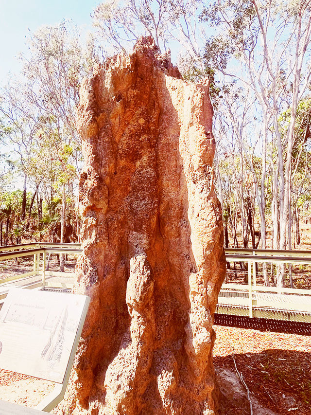 🏜️ Darwin Termite Mounds: Nature's Skyscrapers in the Australian Outback! 🌄