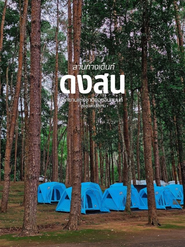 ⛺️ ลานกางเต็นท์ ดงสน | ดอยอินทนนท์