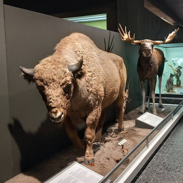 Wonders of Wildlife: Museum of Nature – Zoology Wonders of Wildlife: Museum of Nature – Zoology