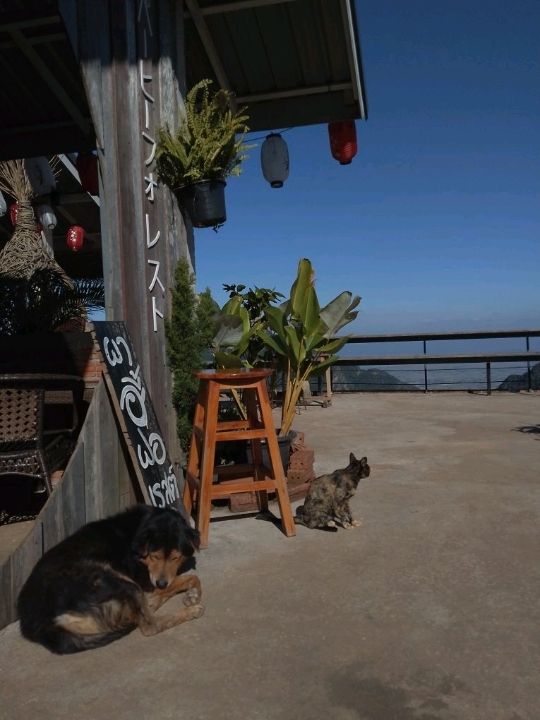 เติมป่าเติมดอยกับผาฮี้ที่เชียงราย