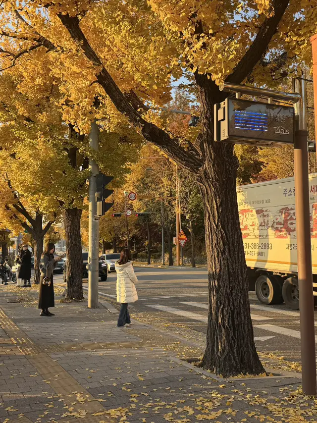 ใบไม้變色的首爾，真係靚到爆！