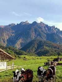Fresh air, green hills, and happy cows—Kundasang perfection🐄⛰️