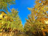 蹒跚小旅人:在南雄的鎏金童话里,接住整个秋天