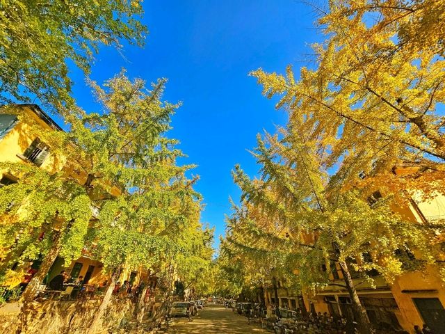 蹒跚小旅人:在南雄的鎏金童话里,接住整个秋天 蹒跚小旅人:在南雄的鎏金童话里,接住整个秋天