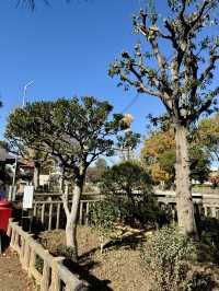 🍁 Autumn Reflections at a Secret Shrine Pond