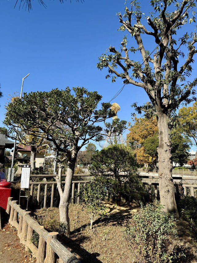🍁 Autumn Reflections at a Secret Shrine Pond 🍁 Autumn Reflections at a Secret Shrine Pond