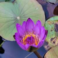 Hanoi: Between Reverence and Reflection