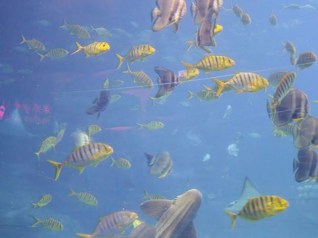 長隆海洋王國 長隆海洋王國