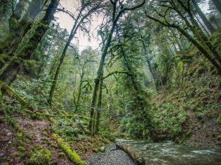 🌧️Little Niagara Creek Trail Guide
The trail entrance is located in the center of the island and is easy to find. Although named a waterfall, "Niagara" is actually a hidden stream in the forest, but it has the atmosphere of a miniature rainforest—the stream is lined with swaying trees and dense moss, making every step feel like stepping into a North American jungle. Walking along this trail, you can hear birdsong and the sound of water in the distance, creating a truly secluded and tranquil atmosphere for taking photos.


