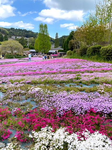Hyogo] Spring Only! Enjoy the Flower Carpet in Sanda.. | Trip.com