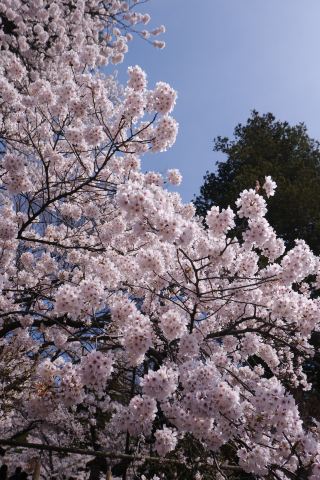 【日本旅行】ポストカードのような絶景！薄紅の桜と水色の富士山 - 新倉富士浅間神社。