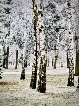 Greece Mount Athos Mossy Monastic Forest Trail (restricted access)easytravelpost