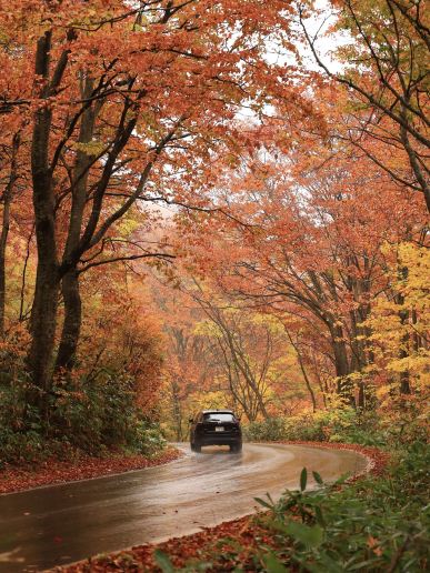 Aomori Autumn Vibes🍁