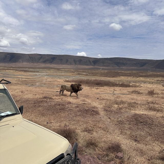 Simba on Safari