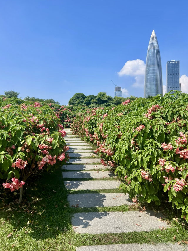 海天一色：深圳灣公園的靜謐漫步