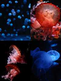 🪼人生清單＋1：京都水族館真的值得衝！ 