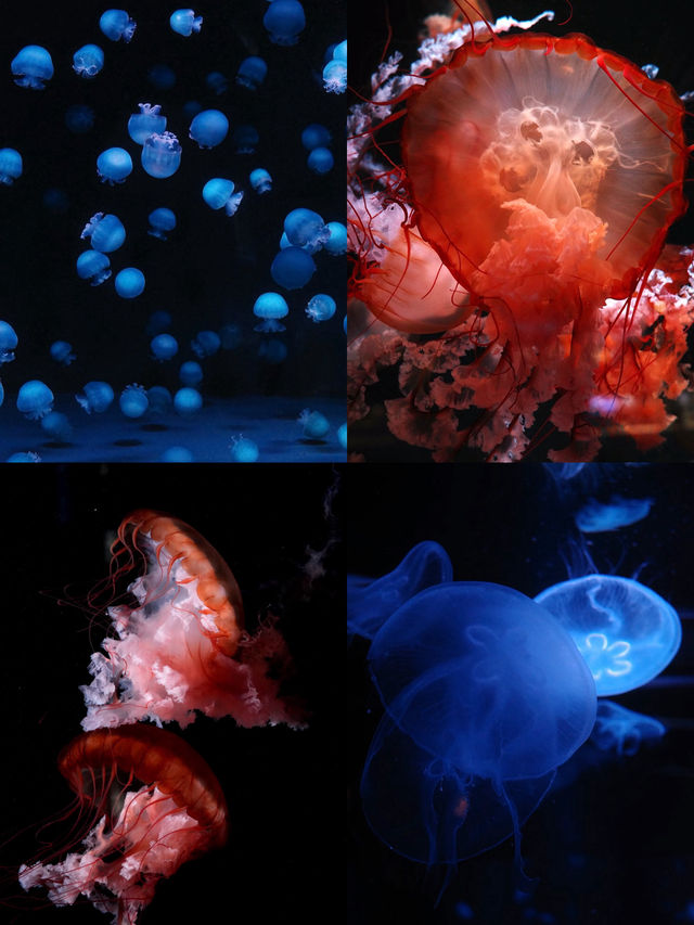 🪼人生清單＋1：京都水族館真的值得衝！ 
