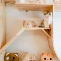 Cat cafe' คาเฟ่แมวยะลา 