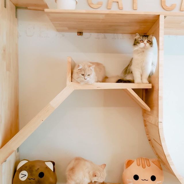 Cat cafe' คาเฟ่แมวยะลา 