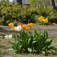 Spring Time in Greifswald… Germany 