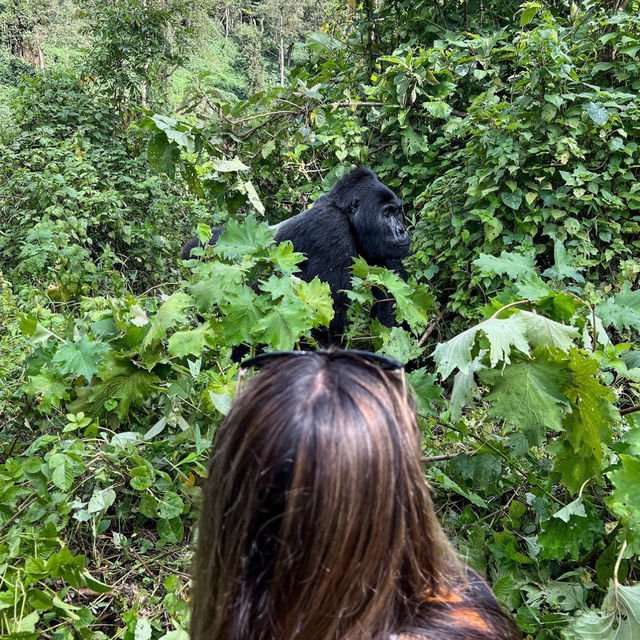 Gorillas in the Wild - A unique Experience.