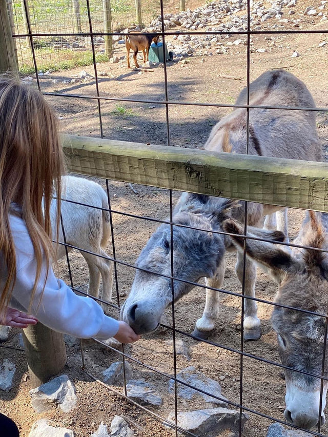 Ponderosa Zoo 🇬🇧