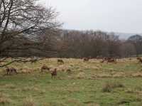 Grazing the land