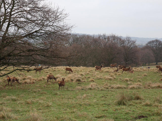Grazing the land