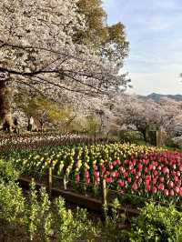 Spring Colors at Kagawaken Kimbuchi Forest Park