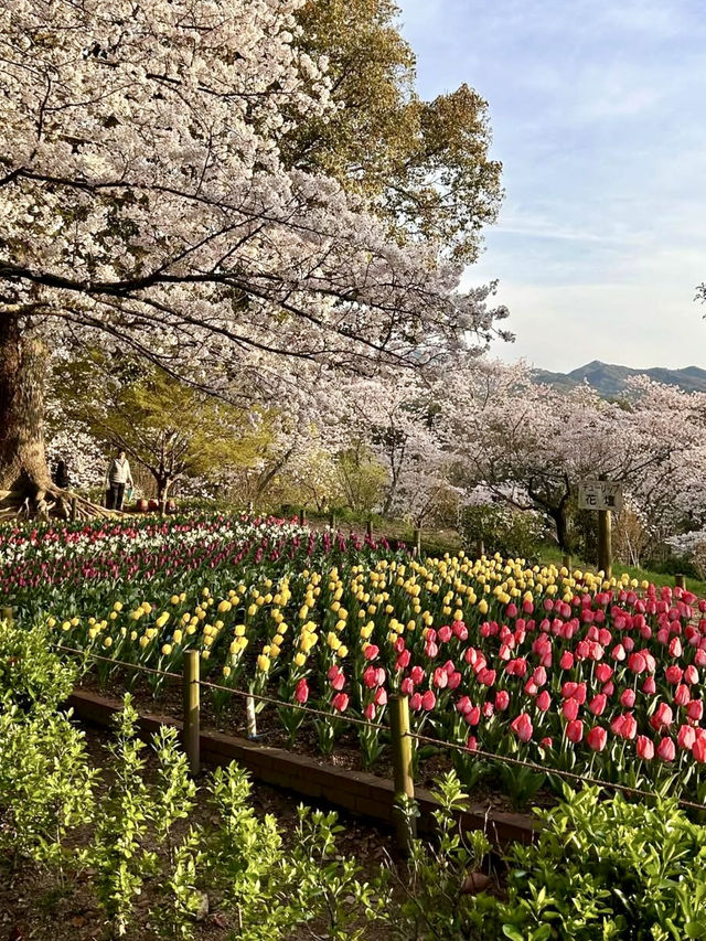 Spring Colors at Kagawaken Kimbuchi Forest Park