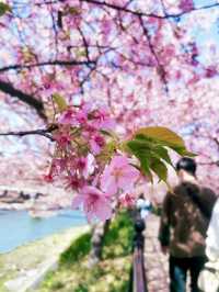 KAWAZU ZAKURA: JAPAN’S EARLIEST CHERRY BLOSSOM CELEBRATION 🌸🌸✨