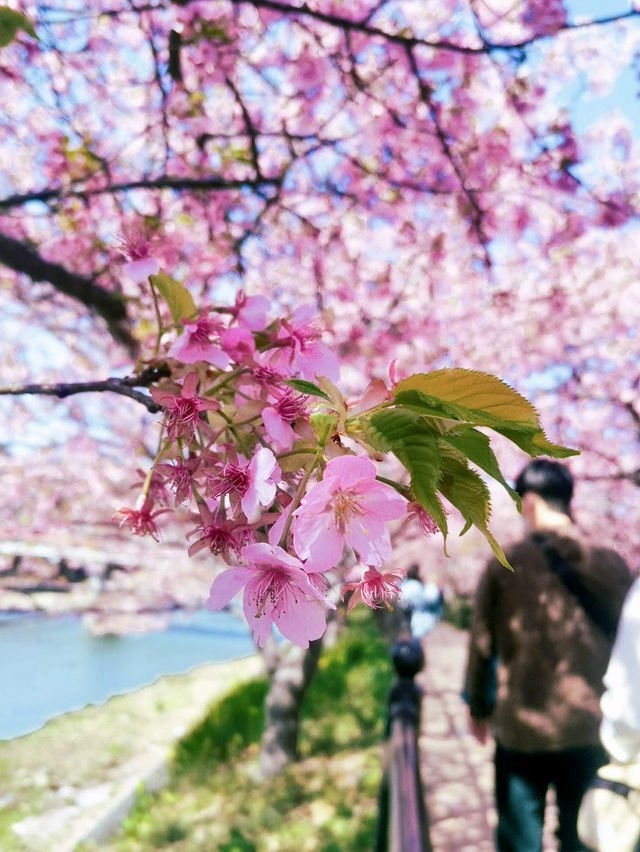 KAWAZU ZAKURA: JAPAN’S EARLIEST CHERRY BLOSSOM CELEBRATION 🌸🌸✨