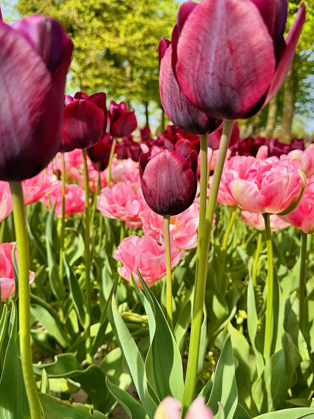 🌷 Hampton Court Palace in Bloom – The Best Time to Visit! 👑