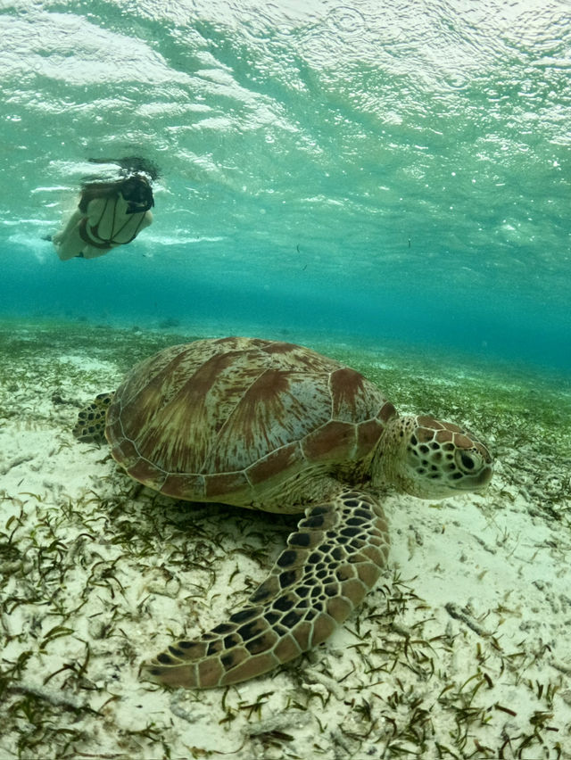 #maldives# pristine nature# diving#sandbank