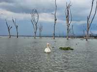 Wild Hearts & Golden Horizons: Fall Safari in Kenya