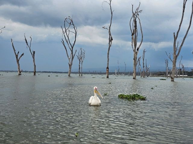Wild Hearts & Golden Horizons: Fall Safari in Kenya Wild Hearts & Golden Horizons: Fall Safari in Kenya