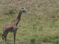 Wild Hearts & Golden Horizons: Fall Safari in Kenya