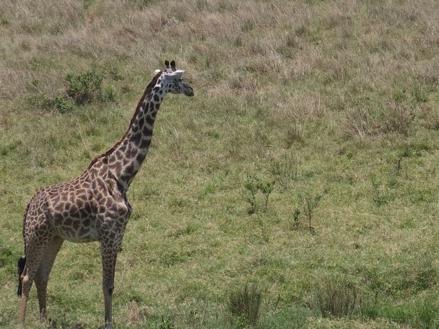 Wild Hearts & Golden Horizons: Fall Safari in Kenya Wild Hearts & Golden Horizons: Fall Safari in Kenya