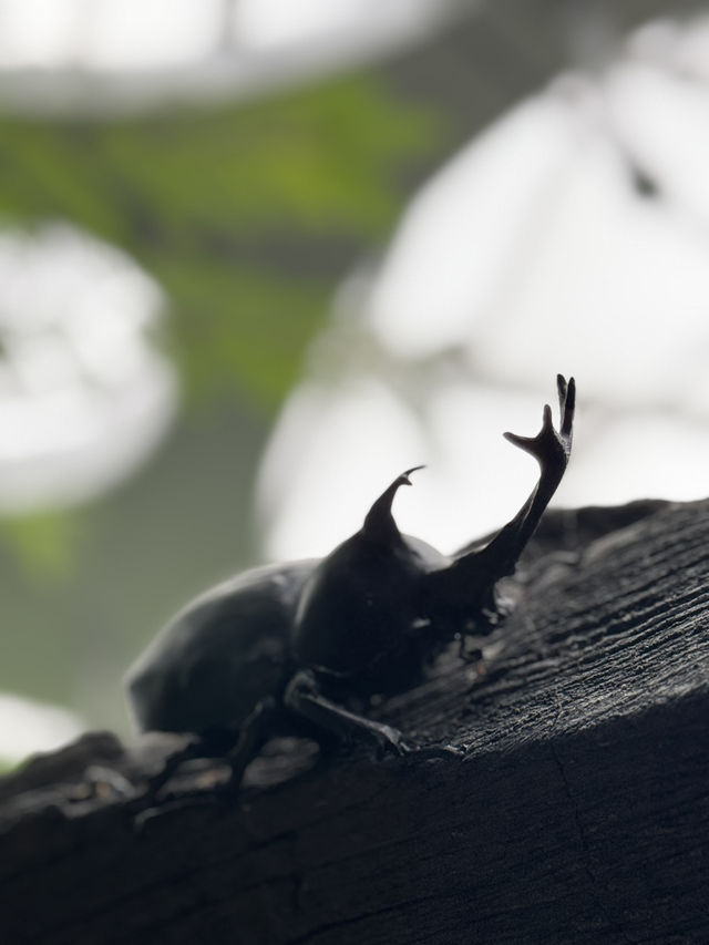 Shanghai Greenhouse Garden: Two Worlds in One Oasis Shanghai Greenhouse Garden: Two Worlds in One Oasis