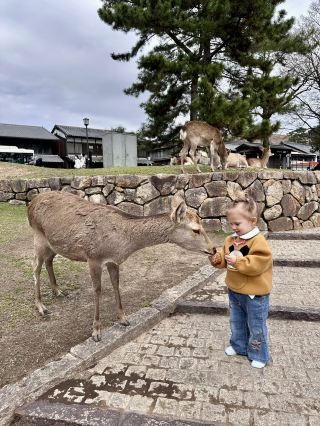 Nara: A City Where Deer Have No Fear of Humans.