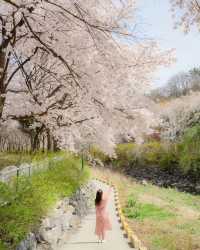 Daegu's cherry blossom viewing spots summary