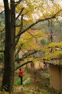 南雄帽子峰銀杏樹森林公園是銀杏觀賞打卡地