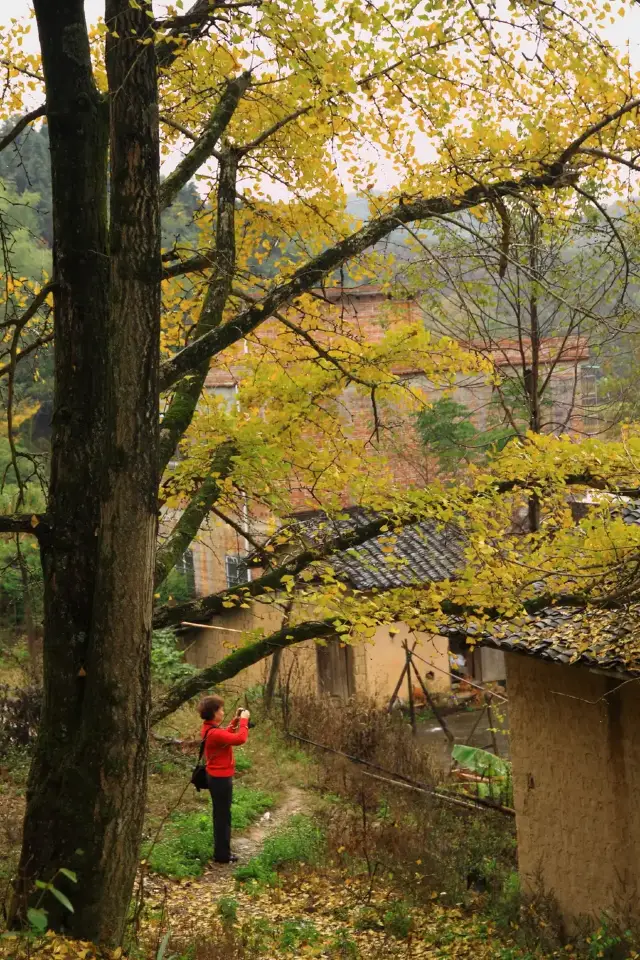 Nanxiong Maozifeng Ginkgo Forest Park is a popular spot for ginkgo viewing