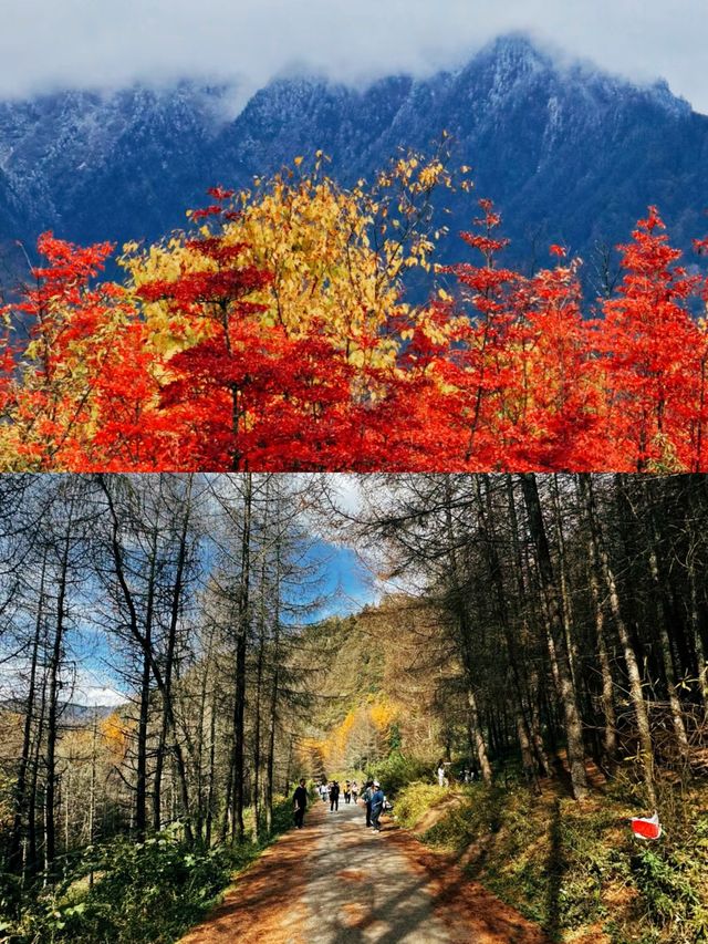 人間忽晚，山河已秋--川西彩林