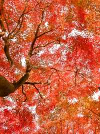 不是日本,真的真的是上海!!