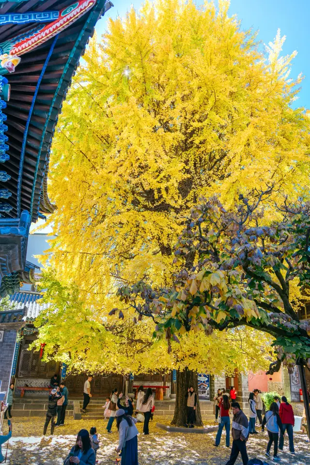 For this tree, I came to Fengyu Town, Dali!