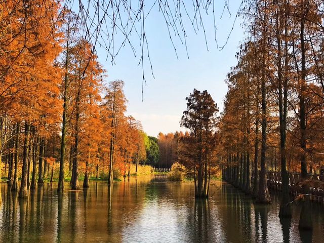 上海青西郊野公園～水上森林